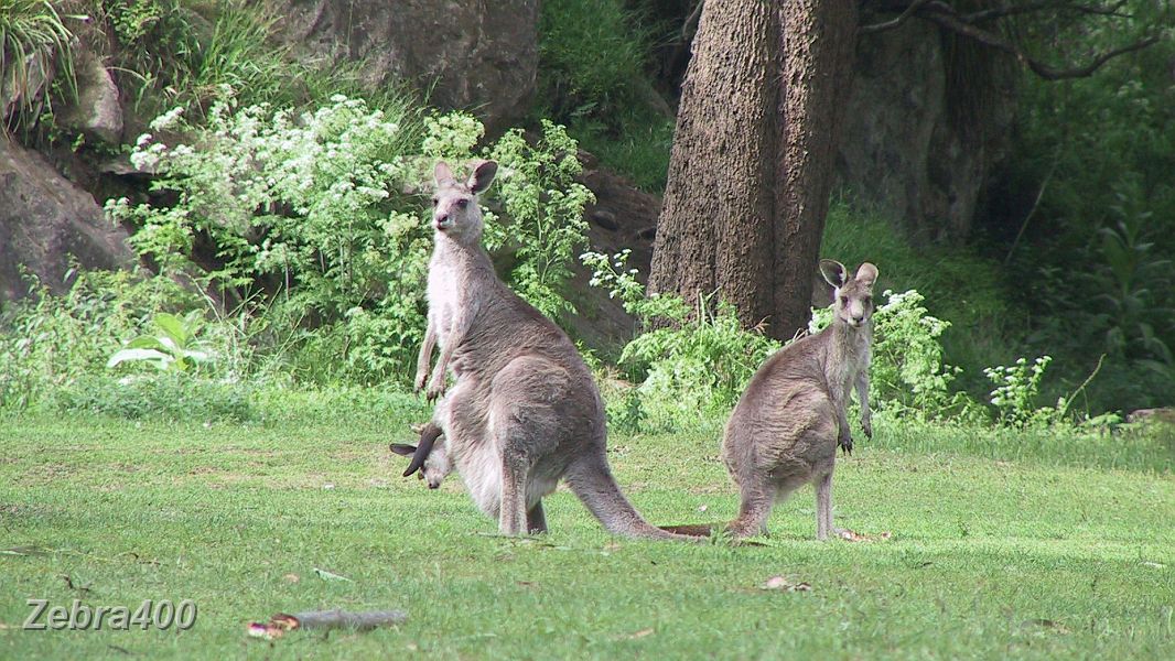03-Wildlife at Wombeyan Caves.JPG